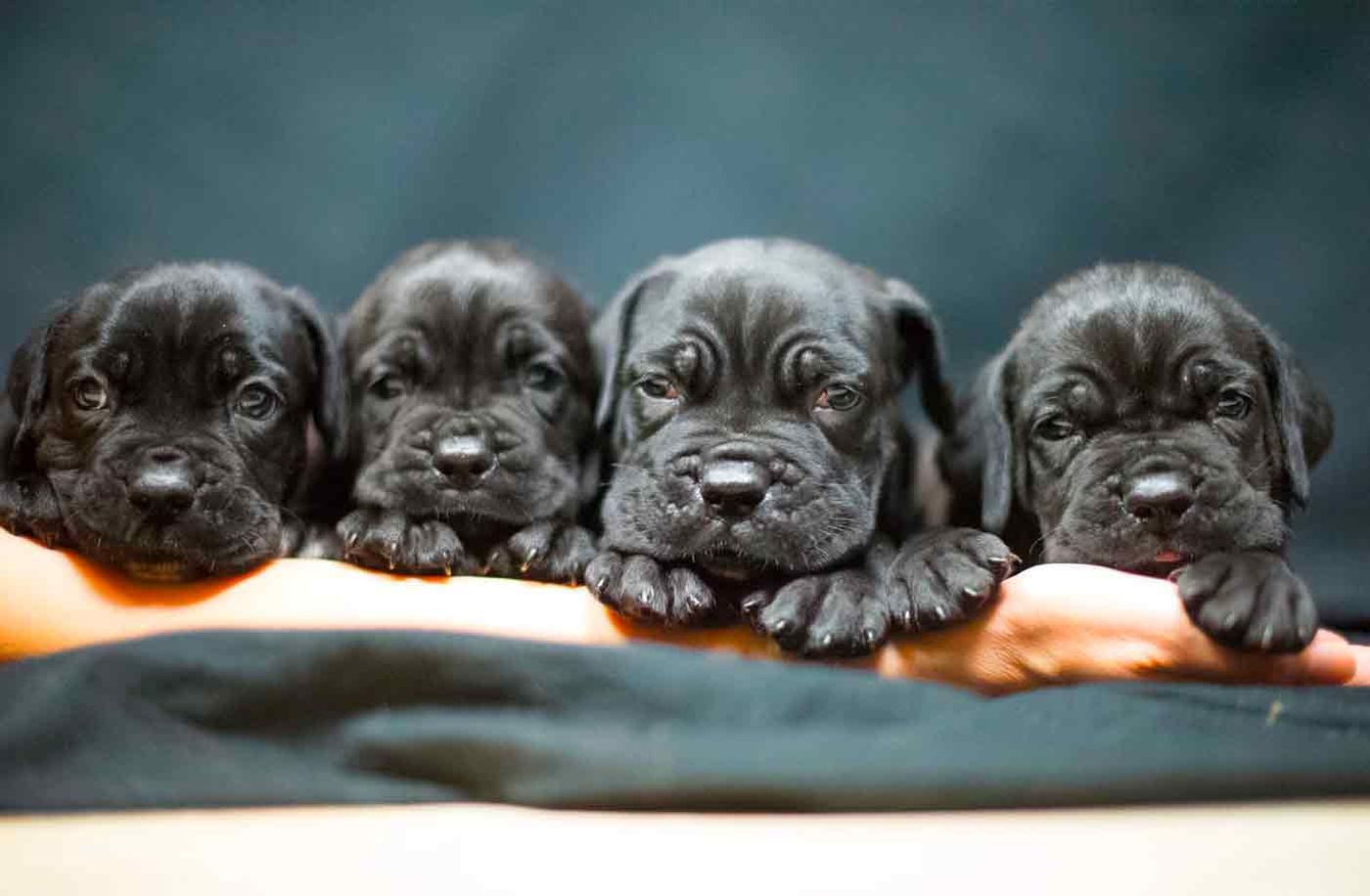 Cuatro cachorros de Cane Corso negros de pocas semanas, apoyados sobre un brazo