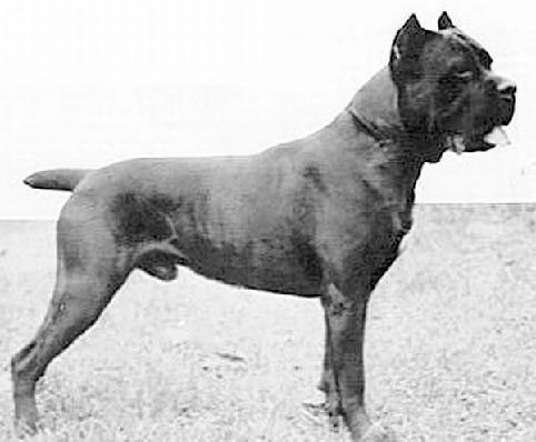 Fotografía antigua en blanco y negro de un Cane Corso de perfil