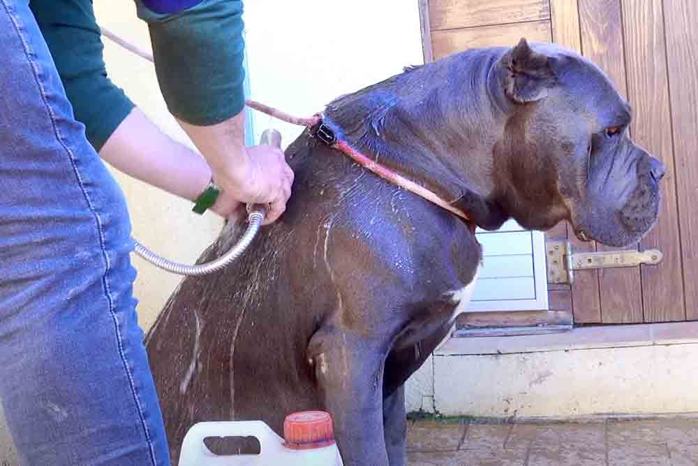 Cane Corso adulto mientras lo bañan con una manguera