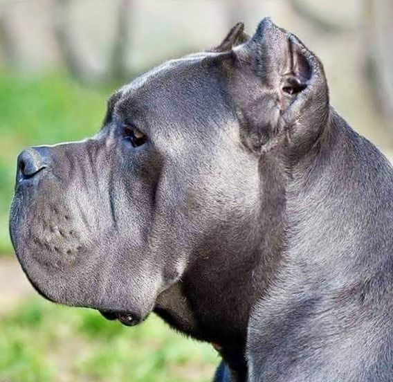 Cabeza de un Cane Corso gris de perfil, con el hocico cuadrado y la trufa negra