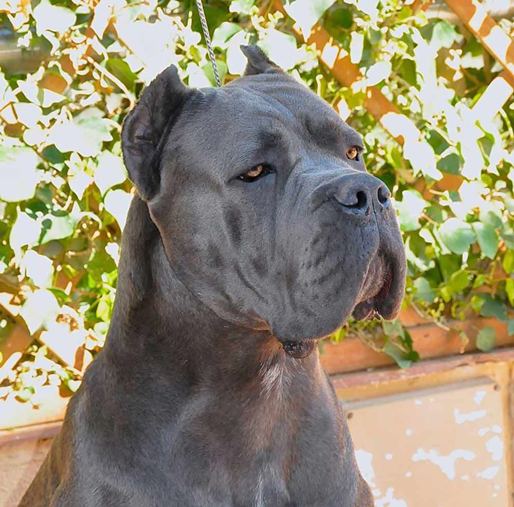 Retrato de un Cane Corso gris con la cabeza alta y las orejas cortas