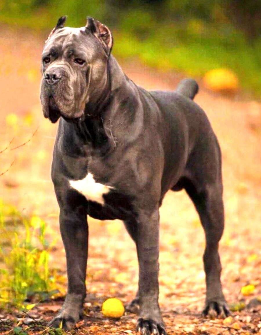 X-Man, Cane Corso macho de color gris, de pie y de tres cuartos, con una mancha blanca en el pecho