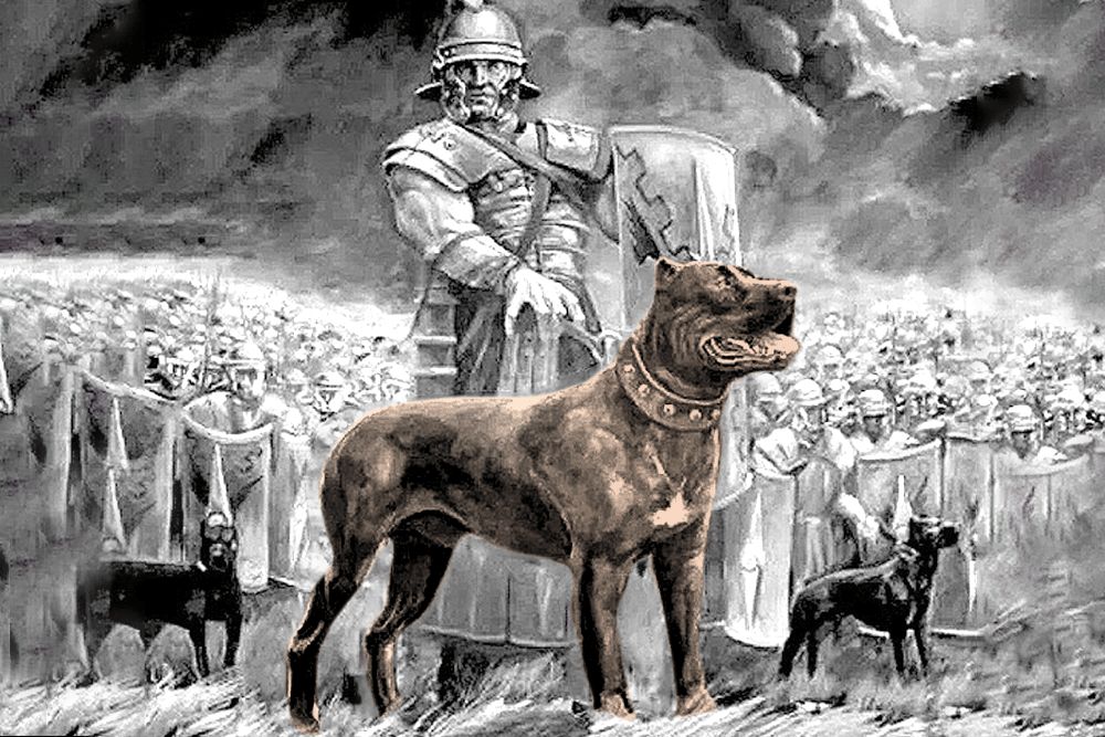 Ilustración de un Cane Corso junto a un legionario romano