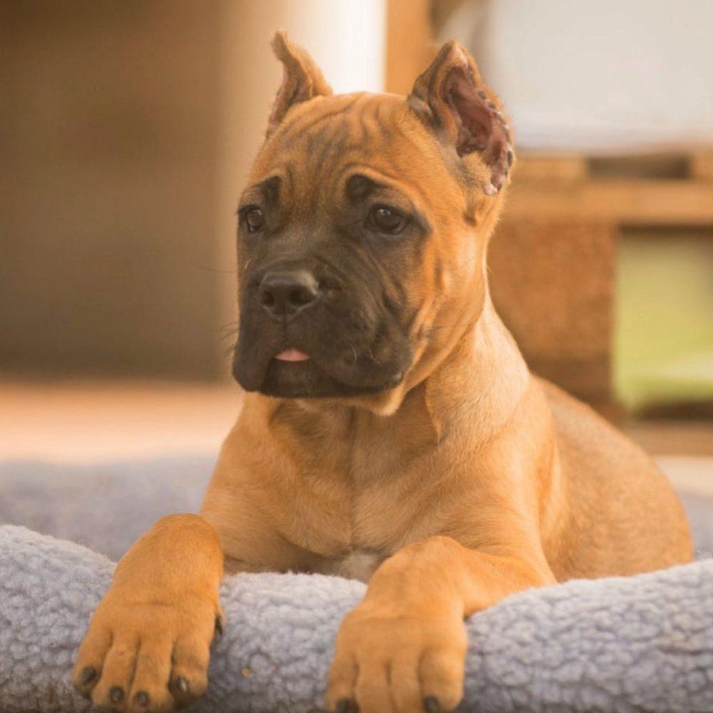 Cane Corso joven de color leonado tumbado