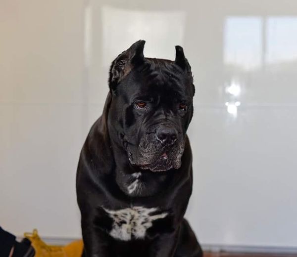 Cane Corso adulto de color negro