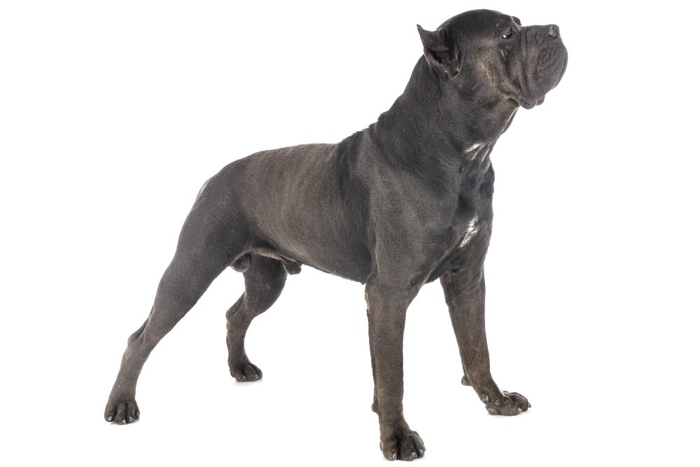 Cane Corso negro de pie y de perfil sobre fondo blanco, en la postura de exposición