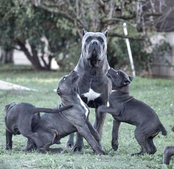 Perra Cane Corso gris rodeada de sus cachorros en el césped