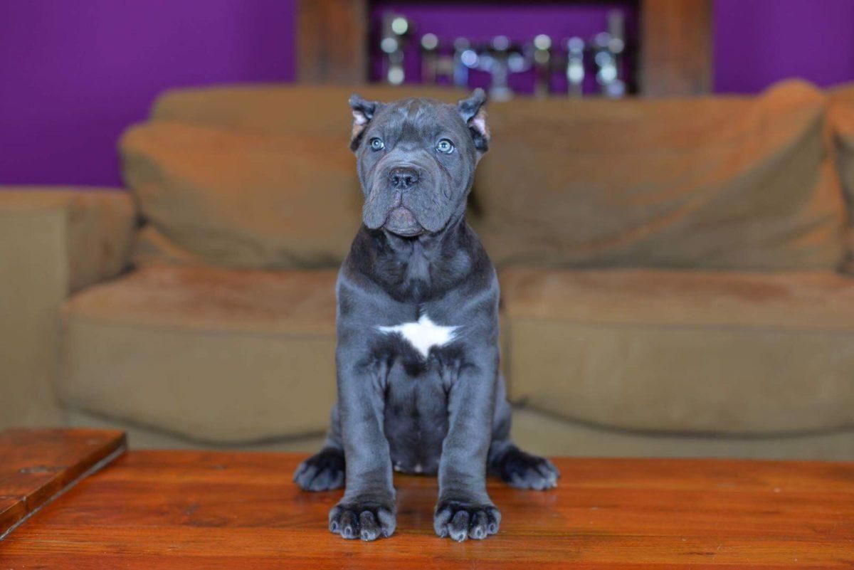 Cachorro de Cane Corso gris sentado delante del sofá del salón