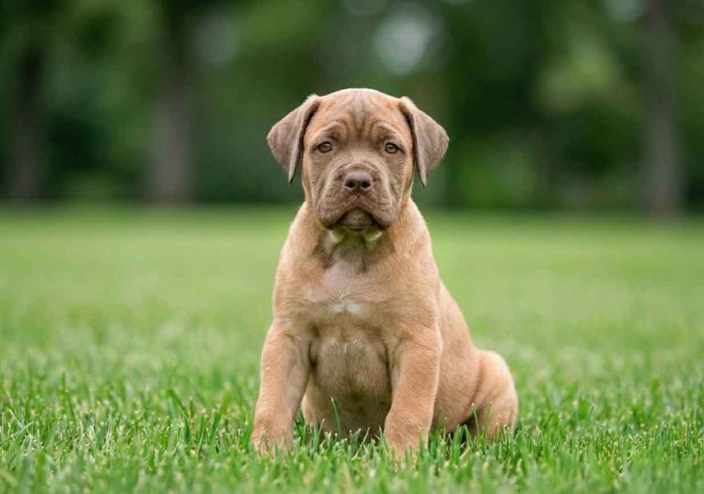 Cachorro de Cane Corso formentino