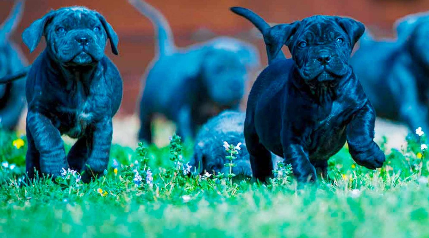 Cachorros de Cane Corso grises corriendo juntos por el césped