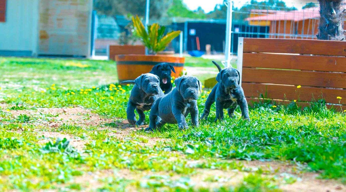 Tres cachorros de Cane Corso grises explorando el parque del criadero