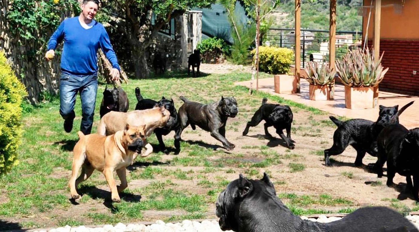 Juanma Morato en el jardín del criadero rodeado de varios Cane Corso sueltos
