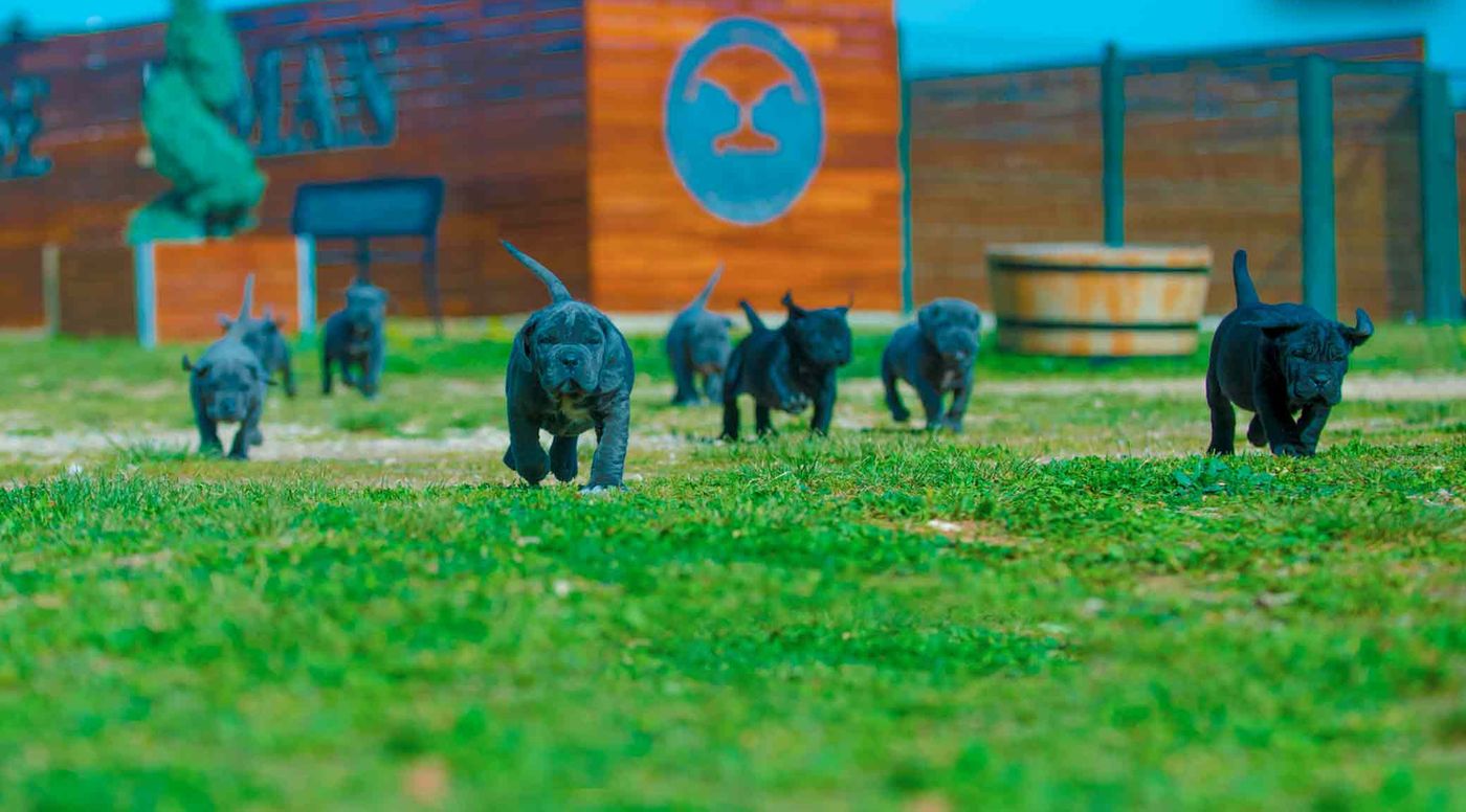 Camada de cachorros de Cane Corso recorriendo el terreno del criadero