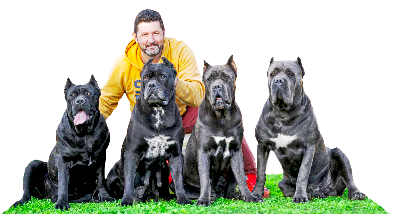 Juanma Morato agachado detrás de cuatro Cane Corso adultos, negros y grises, sentados en el césped