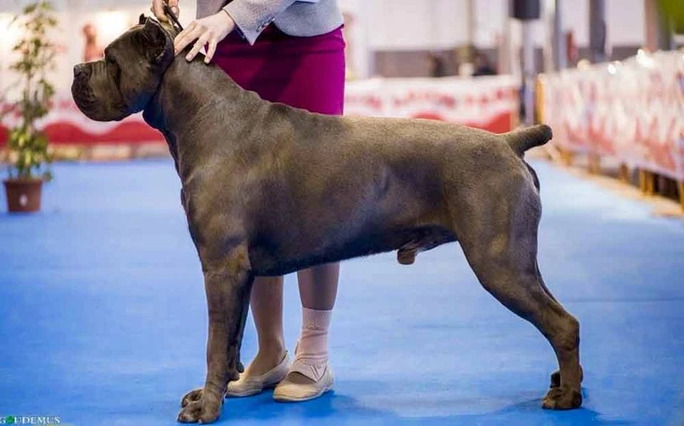 X-Man, Cane Corso gris, colocado en la pista azul de la World Dog Show de Milán 2015